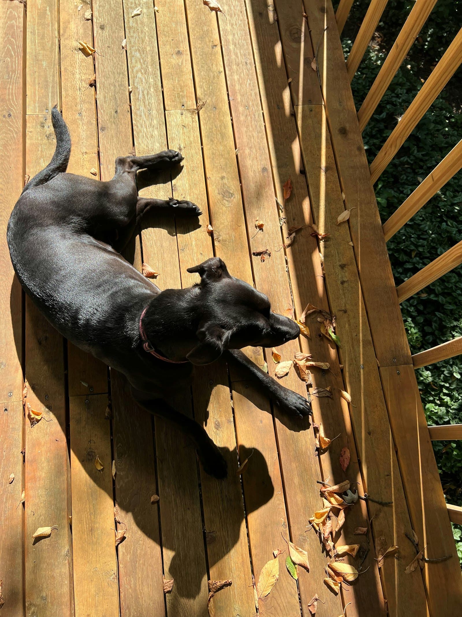 A dog standing on a freshly-sealed pressure-treated wooden deck — the well-maintained backyard build the article's schedule is designed to preserve.